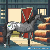 Horse Color:Blue Roan Appaloosa