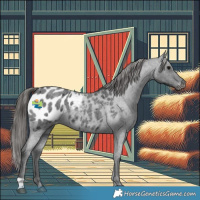 Horse Color:Blue Roan Appaloosa 