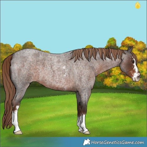Horse Color:Liver Red Roan Sabino 