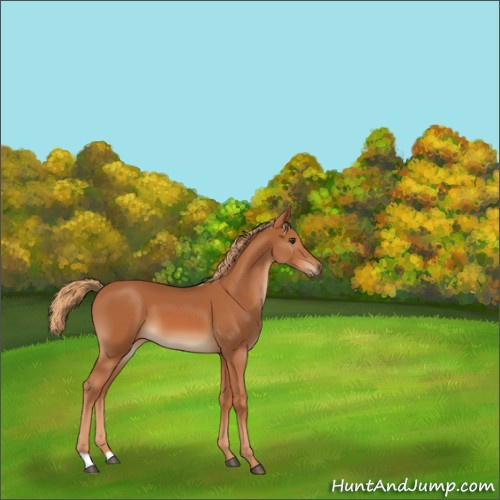 Horse Color:Chestnut 