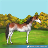 Horse Color:White Spotted Bay Rabicano