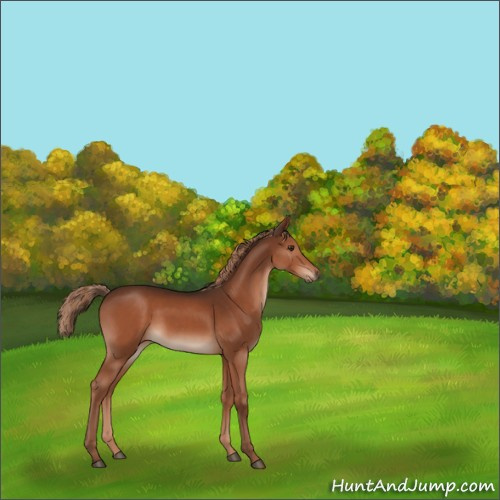 Horse Color:Liver Chestnut 