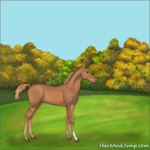 Horse Color:Chestnut 