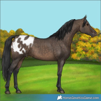 Horse Color:Brown Dun Blanket Brindle 