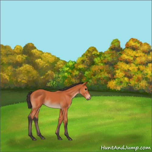 Horse Color:Bay 