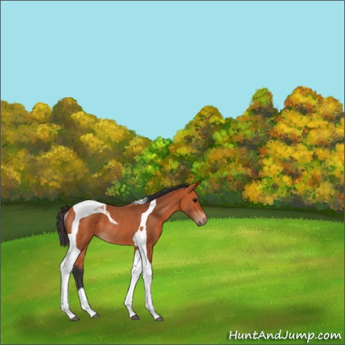 Horse Color:Bay Tobiano Rabicano 