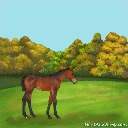 Horse Color:Bay 