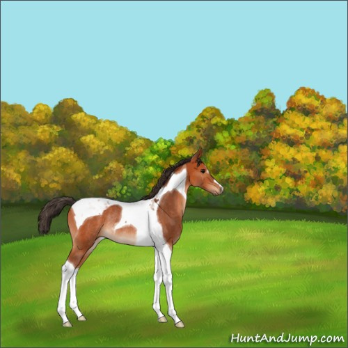 Horse Color:Bay Tobiano Rabicano 