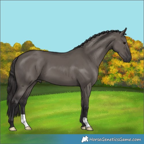 Horse Color:Smoky Grullo 
