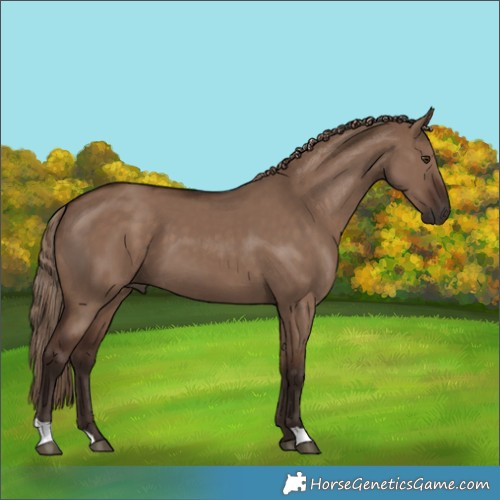 Horse Color:Liver Red Dun 