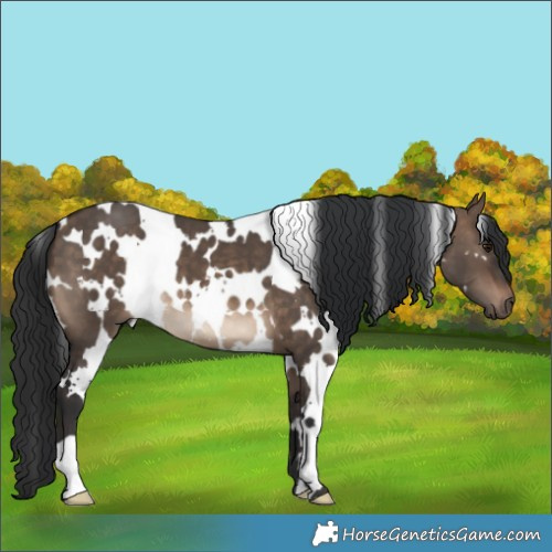 Horse Color:White Spotted Brown Dun 