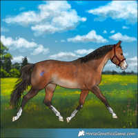 Horse Color:Bay and Bay Splash