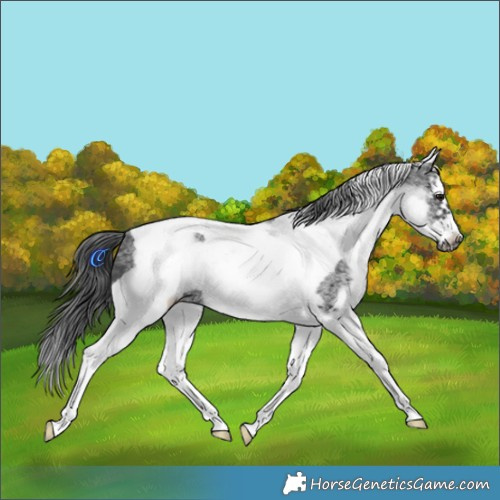 Horse Color:White Spotted Black Splash Tobiano Frame Appaloosa 
