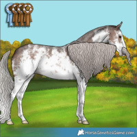 Horse Color:White Spotted Silver Brown Sabino 