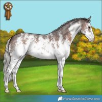 Horse Color:White Spotted Silver Brown Sabino 