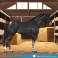 Horse Color:Liver Chestnut Tobiano