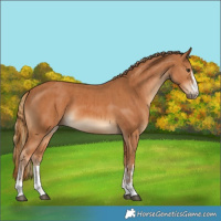 Horse Color:Chestnut  and Chestnut 