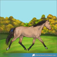 Horse Color:Bay Dun 