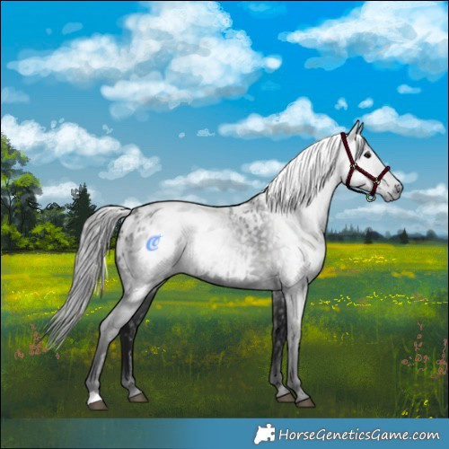 Horse Color:Gray Black Appaloosa 