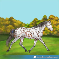 Horse Color:Bay Appaloosa 