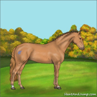 Horse Color:Chestnut Rabicano 