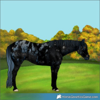 Horse Color:ERROR: UNKNOWN ANOMALY