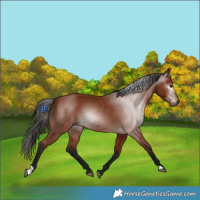Horse Color:Gray Bay 