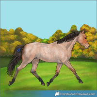 Horse Color:Bay Roan 