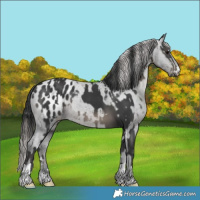Horse Color:Black  and Black Appaloosa 