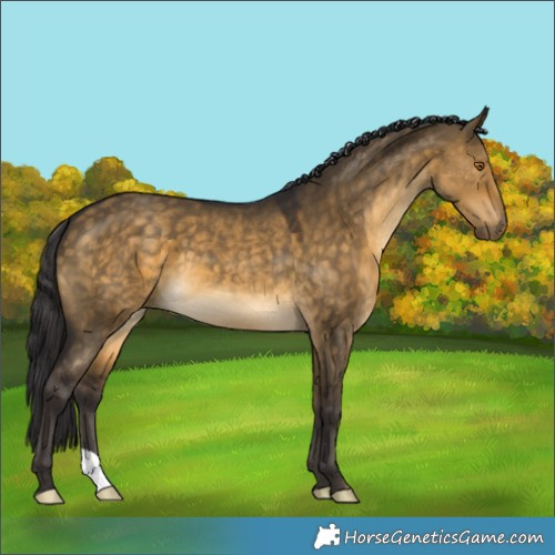 Horse Color:Buckskin Dun 