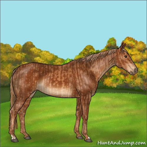 Horse Color:Chestnut and Gray Chestnut