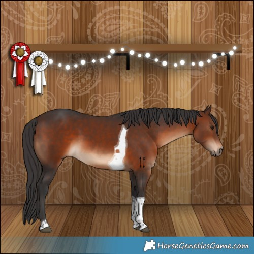 Horse Color:Brown Tobiano 