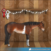 Horse Color:Brown Tobiano