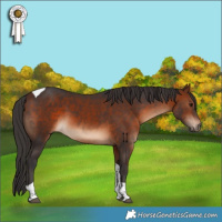 Horse Color:Bay Tobiano Rabicano 