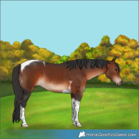 Horse Color:Brown Tobiano 