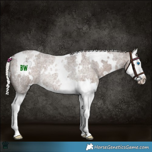 Horse Color:White Spotted Silver Blue Roan Splash Appaloosa Rabicano