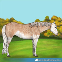 Horse Color:Silver Bay Dun and Silver Bay Dun Splash