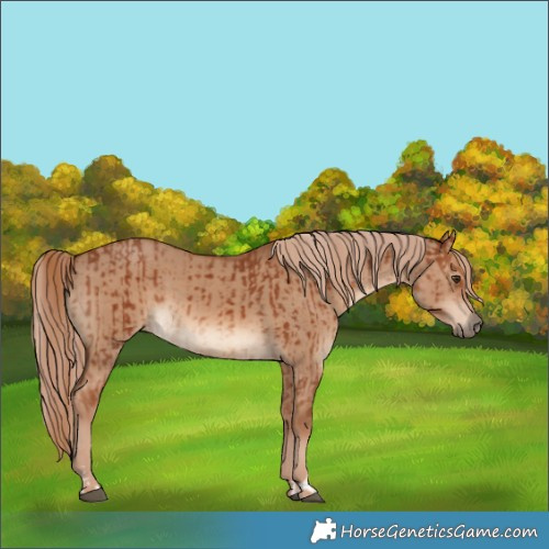 Horse Color:Chestnut  and Red Dun 