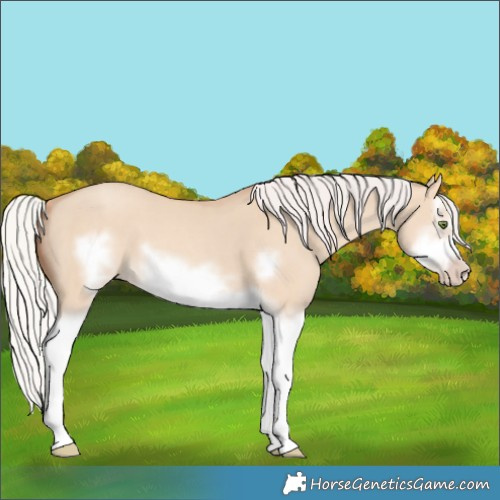 Horse Color:Silver Classic Champagne Dun Splash Frame 