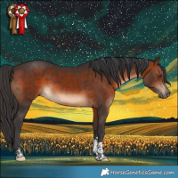 Horse Color:Brown Tobiano 