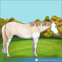 Horse Color:Buckskin Pearl Splash Rabicano 
