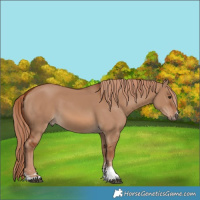 Horse Color:Red Dun 