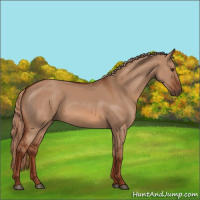 Horse Color:Red Dun 