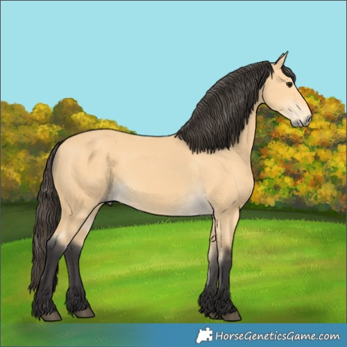 Horse Color:Buckskin Rabicano 
