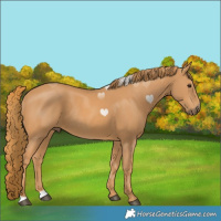 Horse Color:Chestnut Rabicano 