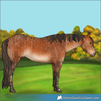 Horse Color:Chestnut  and Bay 