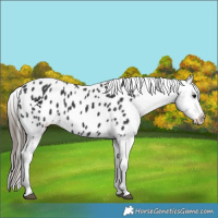 Horse Color:Black Appaloosa 