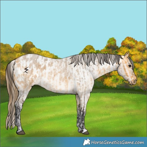 Horse Color:Buckskin Roan  and Buckskin Roan Appaloosa 