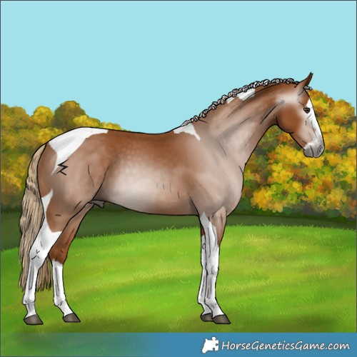 Horse Color:Gray Chestnut Splash Tobiano 