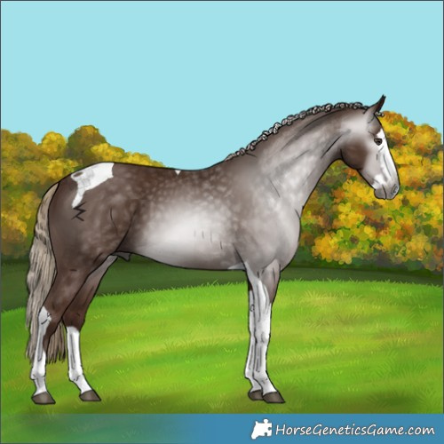 Horse Color:Gray Chestnut Splash Tobiano 